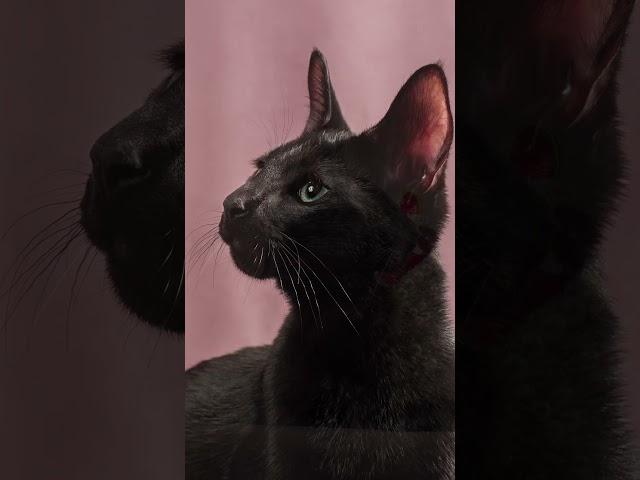 Russian Black ️ #cat #kitten #russianblue #russianblack #golubika #cattery #royal #cute #pet