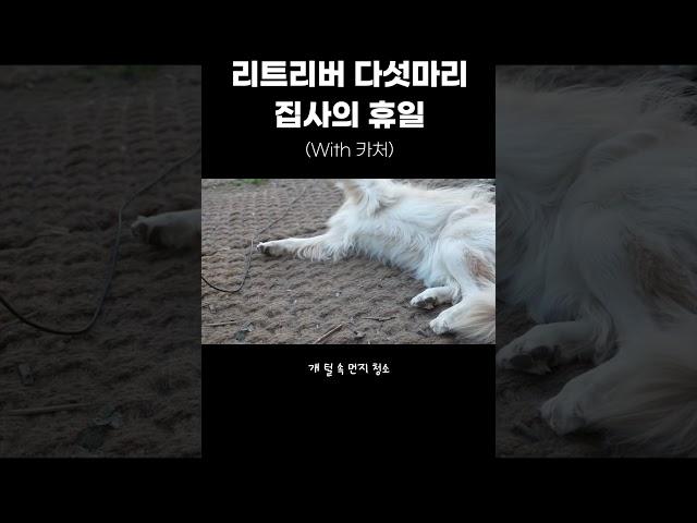 청소하다 끝나는 리트리버 다섯마리 집사의 휴일