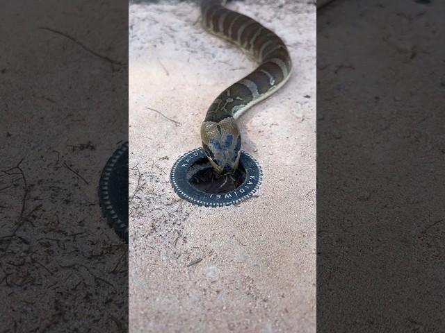 Easy Snake Trap using Car tires & hole #creativesnaketrap #buildsnaketrap
