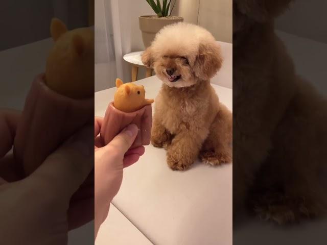 Baby Dogs Smart dogs - Cute and funny dog Videos Compilation#shorts||SRM dogs tv