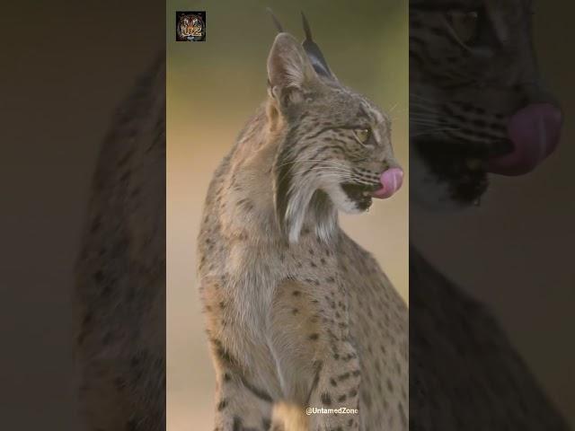 Iberian Lynx | Rarest of The Rare #shorts #lynx #wildlife #animalshorts #wildcats #iberianlynx