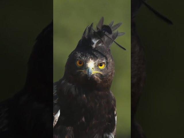 This badass raptor is known as Long-Crested Eagle. In a continent (Africa)  #shorts #2021