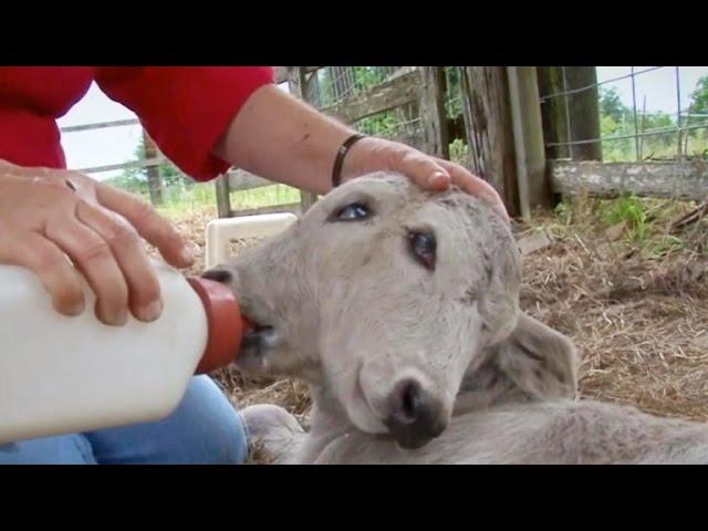 Cow gives birth to two-headed calf