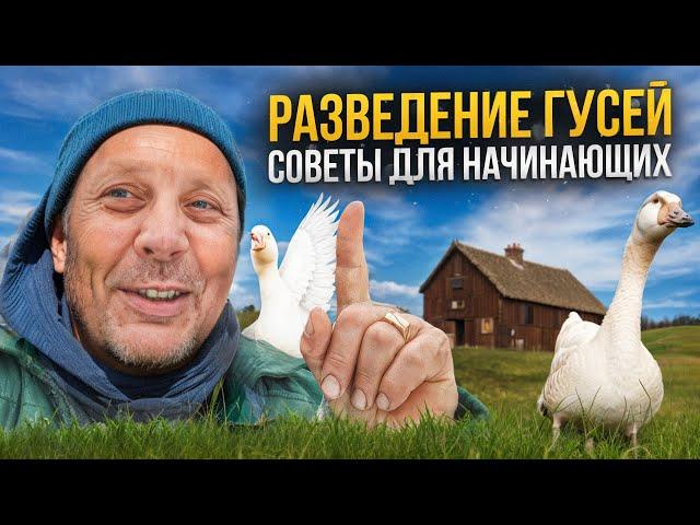 Разведение ГУСЕЙ. С чего начать. Советы для начинающих. "Мое Подворье"