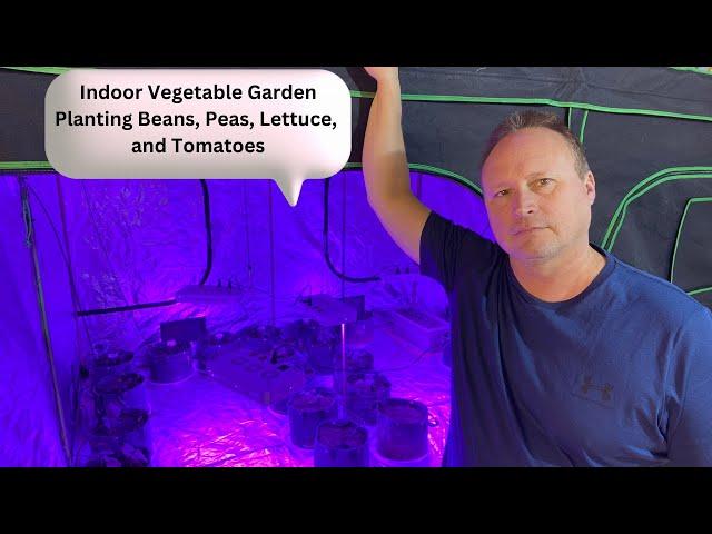 Plant Beans, Peas, Lettuce, and Tomatoes indoor Gardening