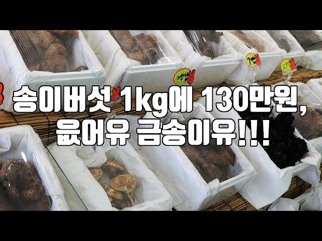 송이버섯 1kg에 130만원, 읎어유 금송이유!!!