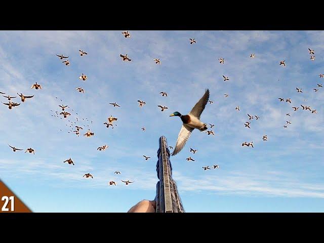 Duck LIMITS and CRANES in a LOADED Field! | Hunting a LARGE Pintail and Mallard Feed