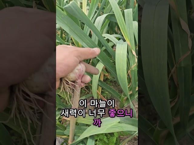 수확량40% 더많은 신품종우량대서