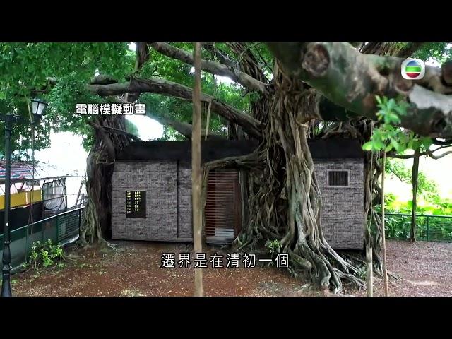 錦田水尾村樹屋 可追溯至1661年遷界 -TVB探古尋源 -TVB News -香港新聞