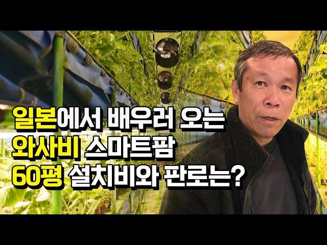 60평 스마트팜에서 와사비 키웠더니 종주국 일본에서 배우러 오는 이유