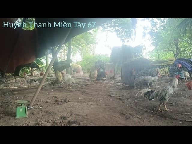 Hộ chăn nuôi g.à kế bên toang rồi còn mình thì đang lo