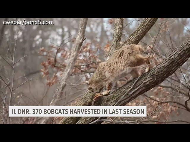 Illinois DNR reports 370 bobcats harvested as season concludes