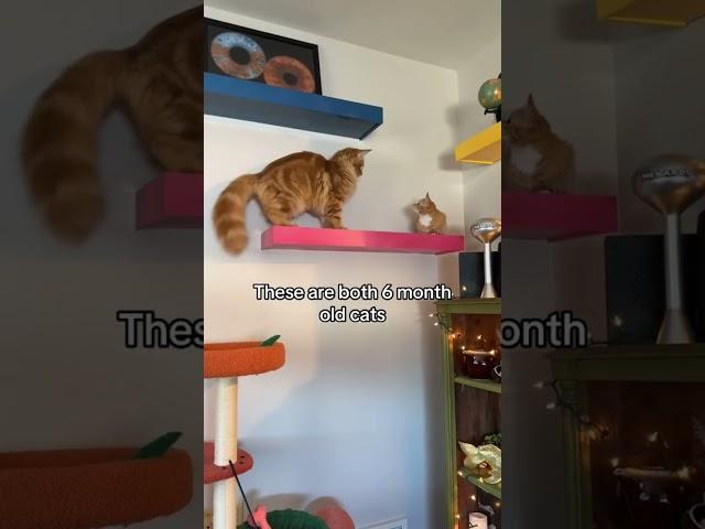 Kittyo like we the same age but I am the real prvnci big boiii