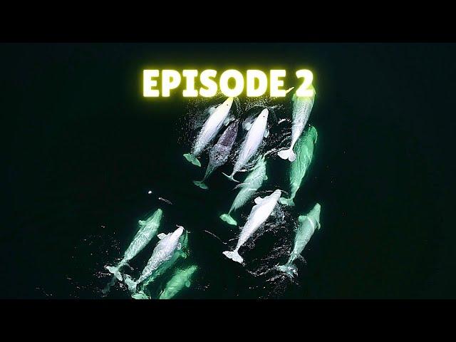 Intelligent Whales | Deep Blue Discovery | Episode 2