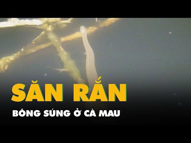 Video săn rắn bông súng ở Cà Mau, tay không bắt được cả túi rắn mập ú