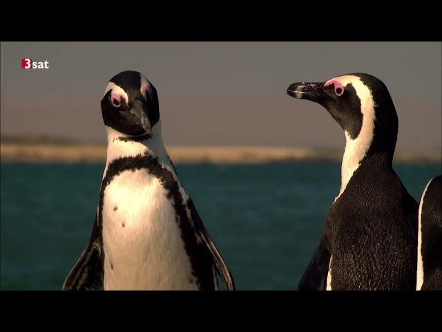 Afrikas Wilder Westen: Namibias Wüstenpferde Doku (2014)