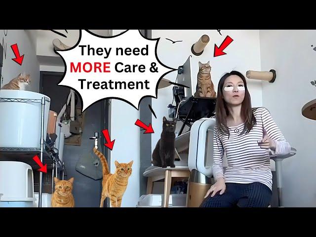 My Loving Routine for Caring for Multiple Cats, Seniors & Special Needs