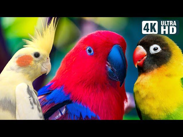 Wonderful Small Parrots | Soothing Nature Scenes | Stress Relief | Relaxing Bird Sounds | Calm Time