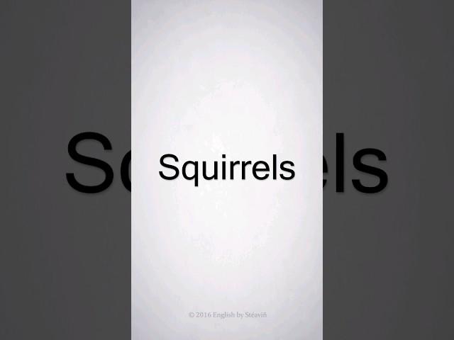 Squirrels