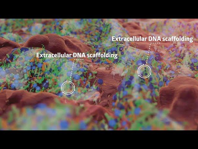 Biofilm formation