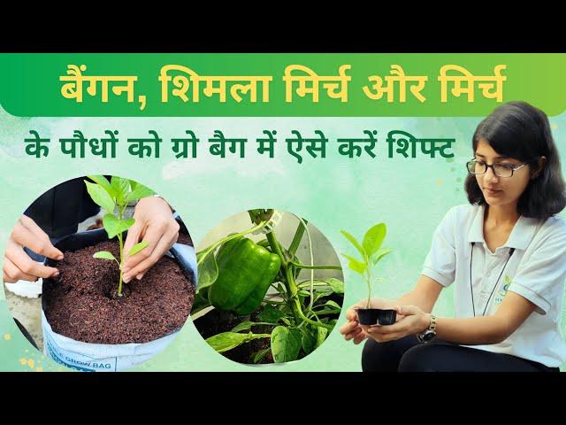 Hydroponic farming in growbag | Correct method to shift plants | JS Hydroponics