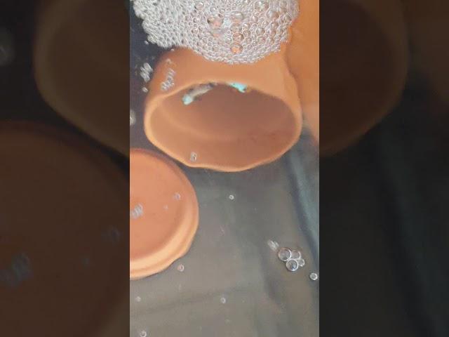 bullethole frostbite clownfish for sale at clownfishocd com 5