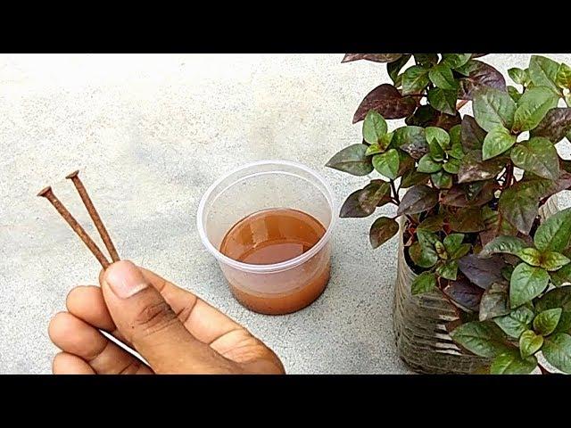 Improvement iron deficiency of plants | Grow healthy plants