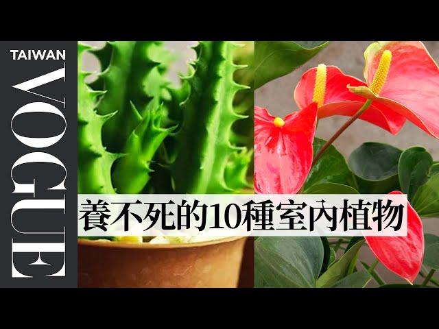 懶人專用！10種養不死的室內植物｜健康生活｜Vogue Taiwan