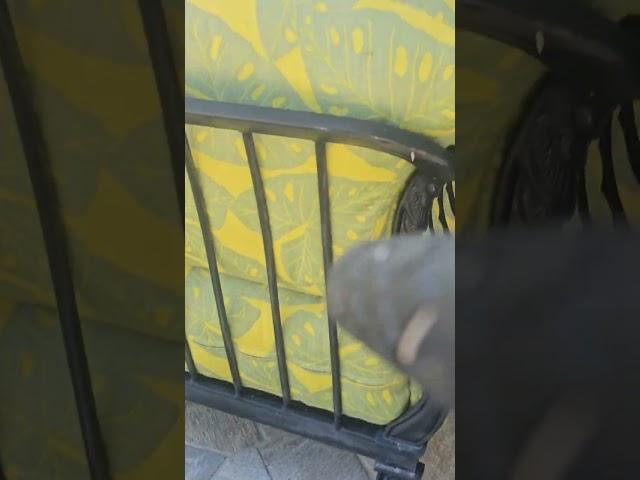 Stalking an Iguana