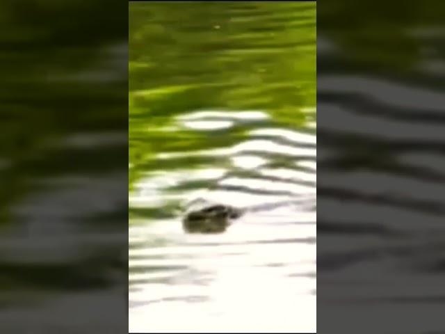 Reptile Reptiloide Reptil Reptile Reptiloide Reptil Reptile Reptiloide Reptiloide #doyouknownature