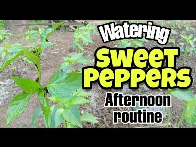 AFTERNOON ROUTINE | Watering Sweet Peppers | Suncheese