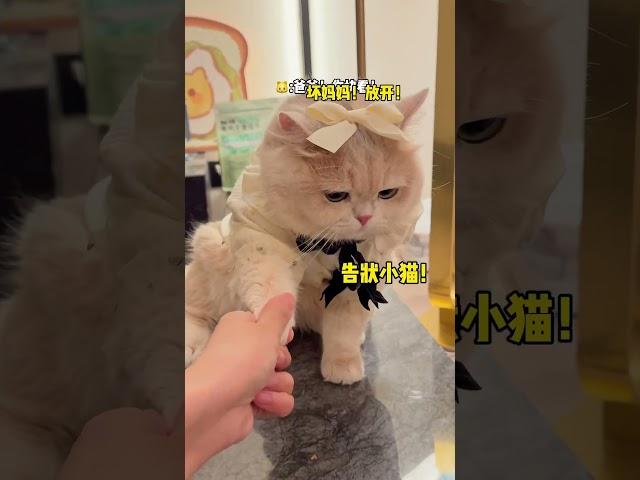 【#薄荷猫猫甜不甜】当妈妈吃泡面溅了小猫一身! :我真的不是故意的! :坏女人!走开!!#薄荷猫猫