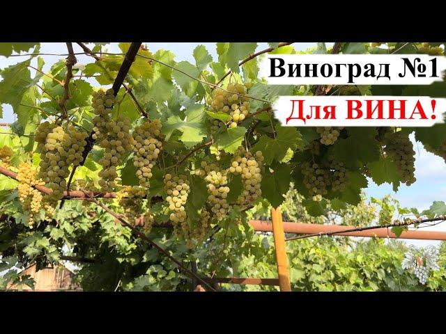 Один из ЛУЧШИХ СОРТОВ Винограда ДЛЯ ВИНА!