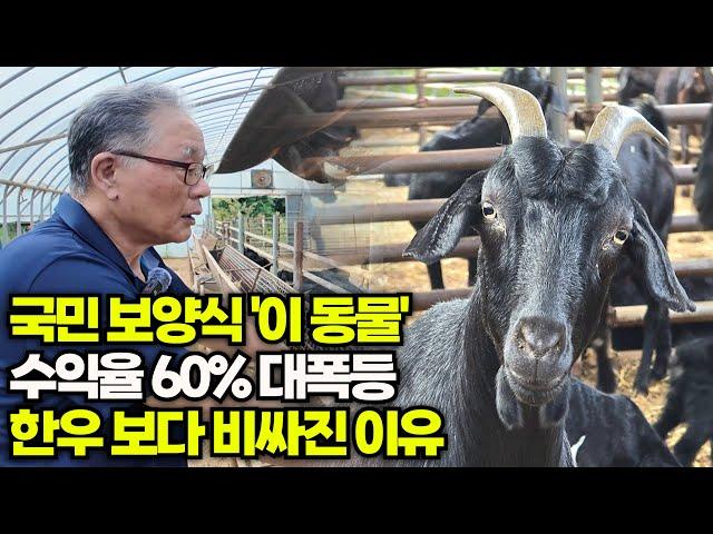 국민 보양식 "이 동물" 수익률 60% 대 폭등 한우보다 비싸진 이유[위대한 실패]