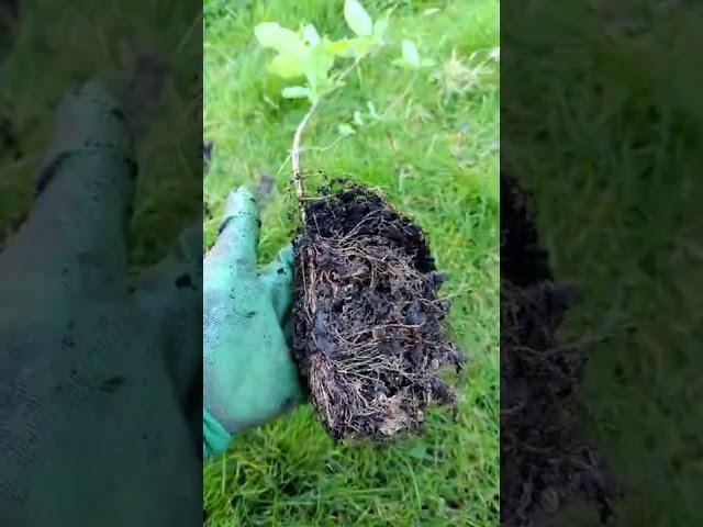  Planting Honeysuckle 