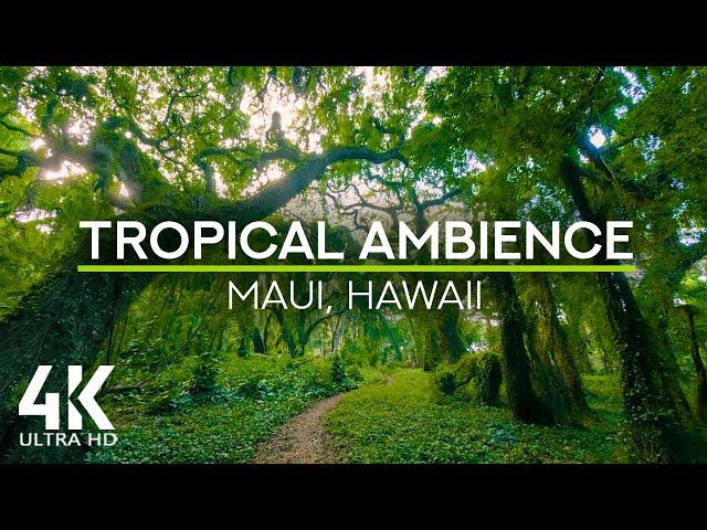 8 HRS Tropical Ambience - Exotic Birds Chirping in Tropical Forest - Nature Soundscape - 4K UHD