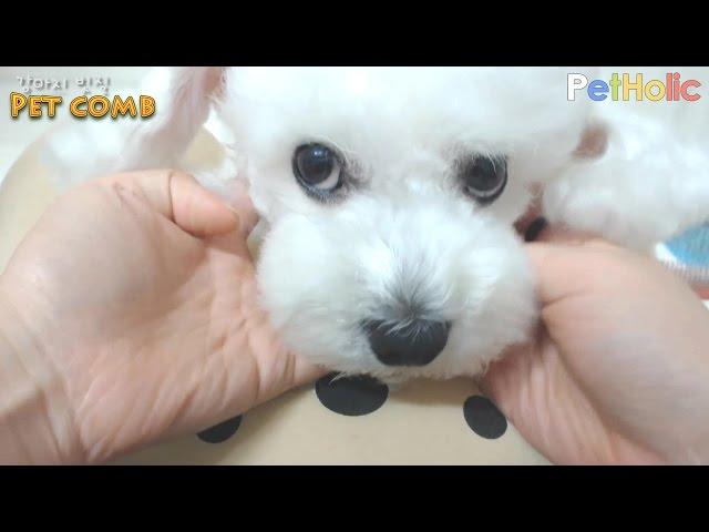 [강아지 관리] 제4탄 - 강아지 빗질하기