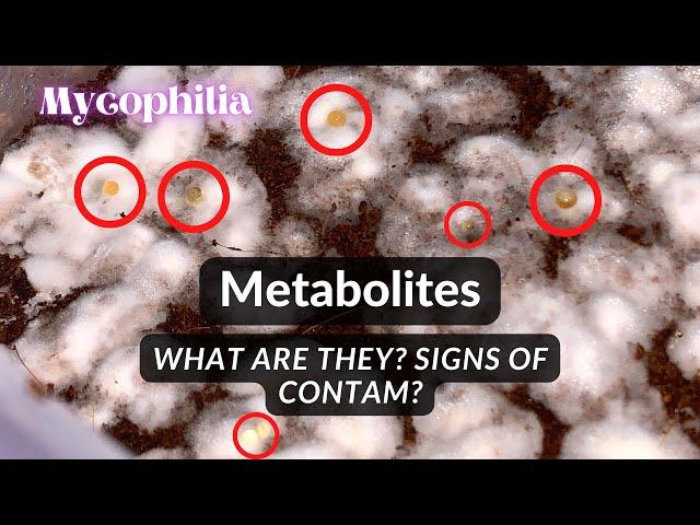 Metabolites: What Are They, Why Do They Appear, Does it Mean Contam? Healthy vs. Unhealthy Tub