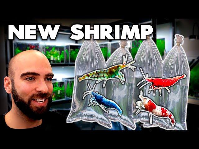 I GOT LOTS of *RARE* SHRIMP!! (unboxing & adding to tanks) | MD Fish Tanks