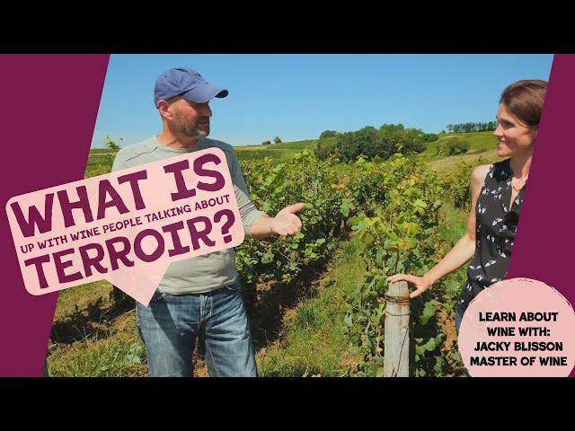 What is Terroir in Wine? Why does it Matter?