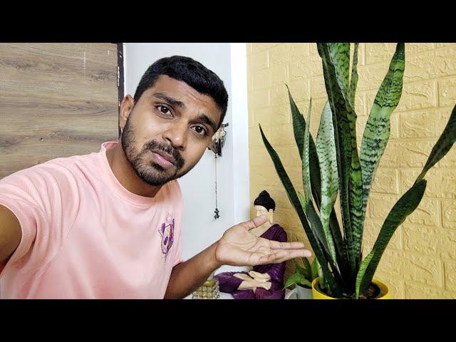 Snake Plant ..??  || સાંપ નો છોડ 