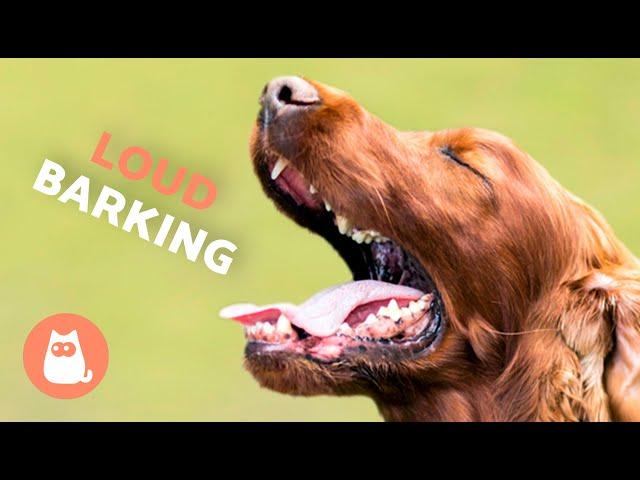 Dogs BARKING LOUD Compilation  (See How Your DOG REACTS)