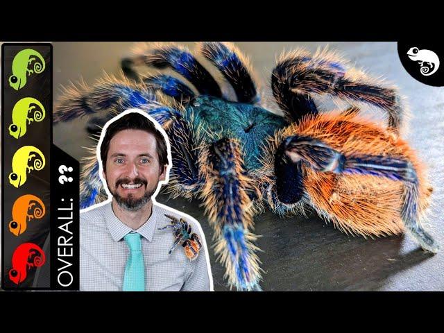 Greenbottle Blue Tarantula, The Best Pet Spider?