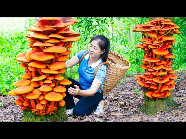 Harvesting Wood Ear & Goes To Market Sell | Gardening And Cooking | Lý Tiểu Vân