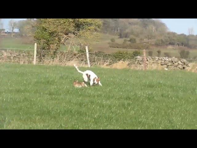 hare coursing kim irelands best 