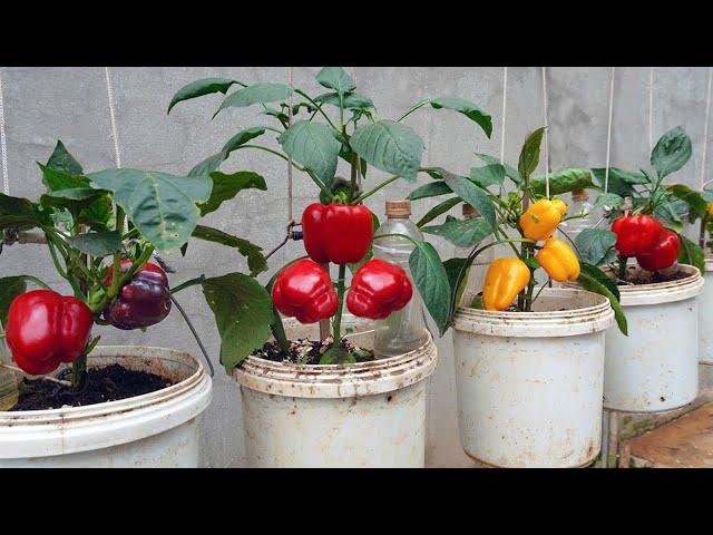 Bell peppers are big and sweet if you Grows them by this method, growing peppers from seeds