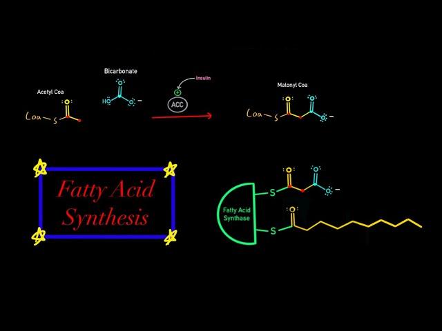 Fatty Acid Synthesis EVERYTHING YOU NEED TO KNOW MCAT BIOCHEMISTRY (Map of Metabolism)