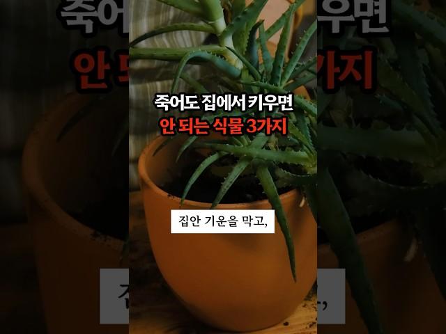 죽어도 집에서 키우면 안 되는 식물 3가지