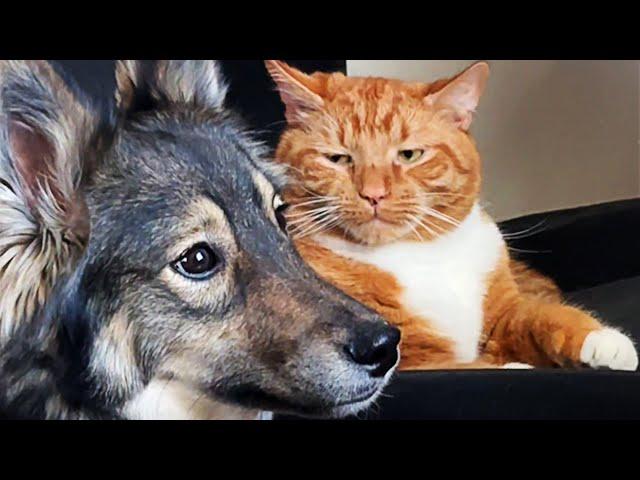 FUNNIEST Pets of 2024!  TOP Videos of the YEAR