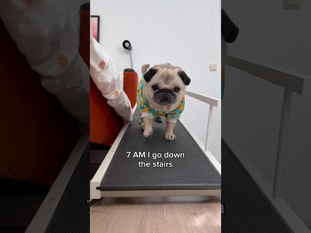 A VERY busy morning in Loulou’s life  (Song by The Holderness Fam) #pug #dog #shorts